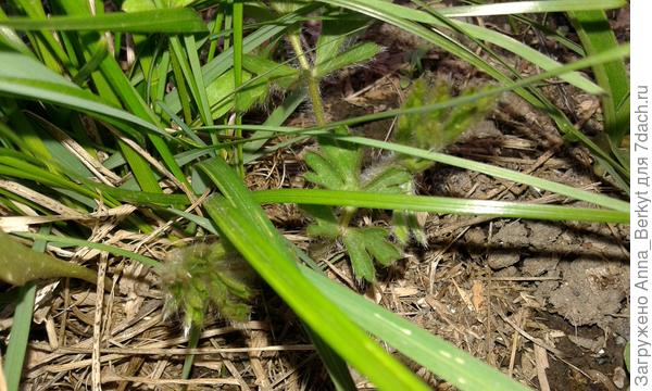 вот, смотрите, за травкой спрятался... это же ведь он?!