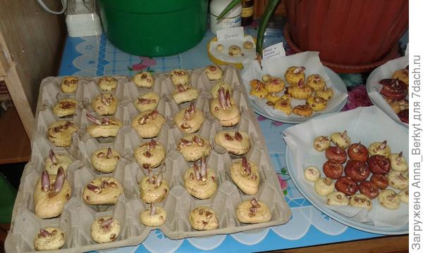 в основном, больше всего, у меня простые гладиолусы... это оранжевые