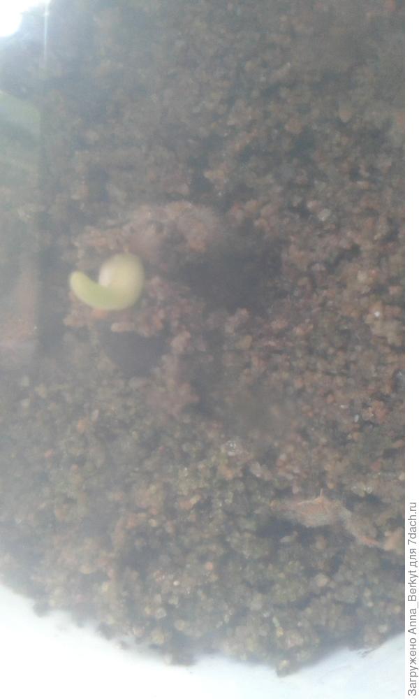 вот, такой росток был в стаканчике