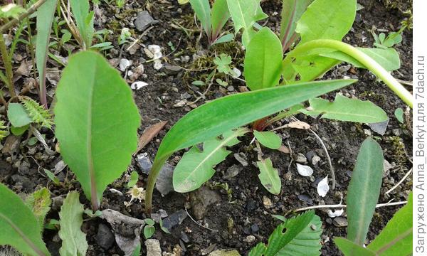 так-то листочки похожи, но они все по одному и меньше по размеру