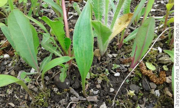 может быть, это малыши ландышей?