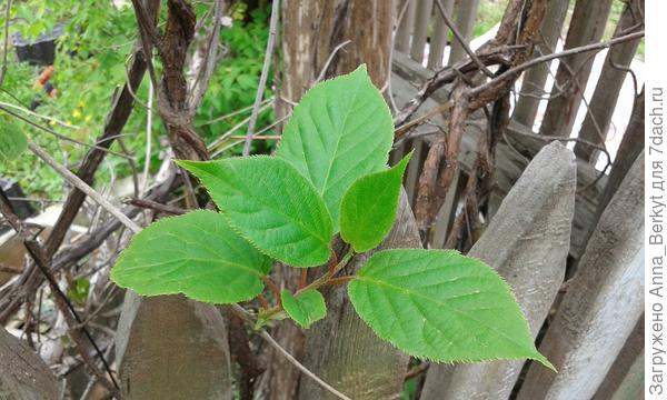 помимо винограда, там ещё один вид лианы, другой