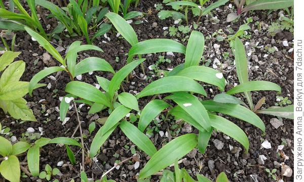 а может быть, малыши лилий, так как от Лилий здесь видно, много молодняка нарастает... и я не пойму, что именно это