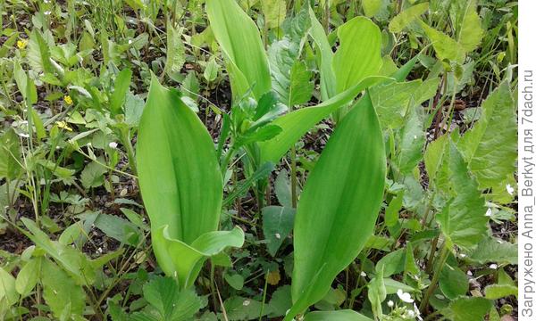 их сразу видно