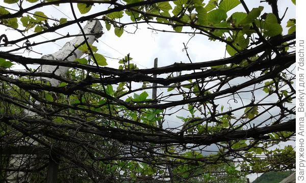 ещё чуть обрастёт и живая крыша