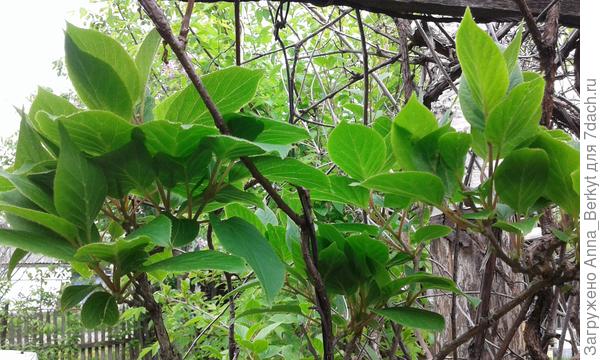 может быть, лимонник?