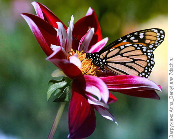 фото не моё, но вдохновляющее :)