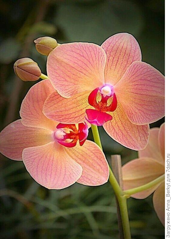 Цветочек Орхидеи для тебя!