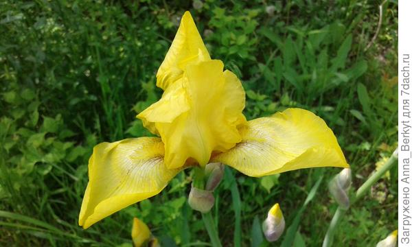 Тебе, Танечка, солнечный Ирис!