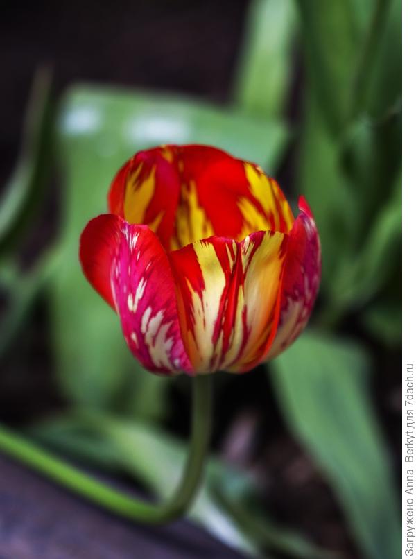 Вот, такой тебе яркой жизни!