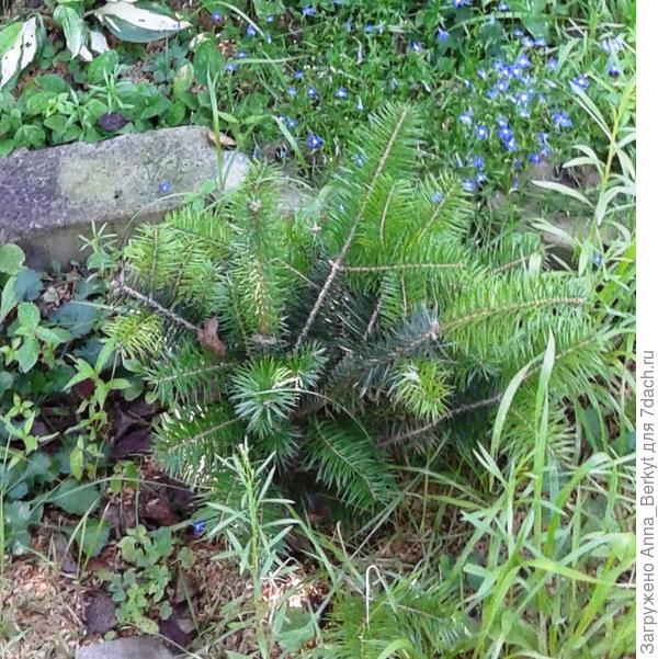 За это лето она заметно подросла