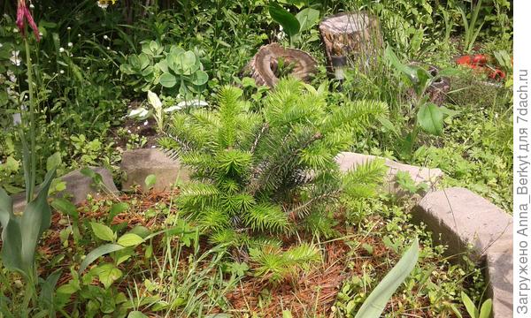 в этом году она хорошо обросла