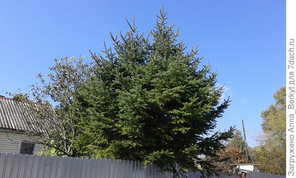 пример ели с двумя вершинами