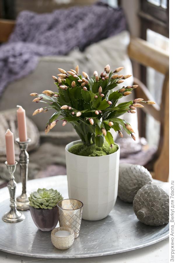 пусть зимние вечера будут для тебя уютными и тёплыми