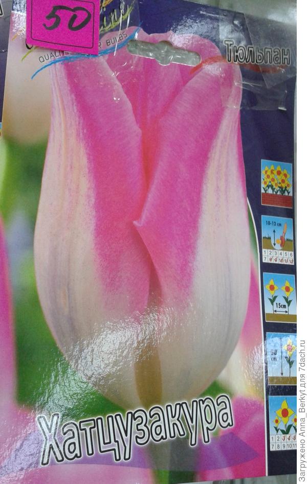 Тюльпан Хатцузакура