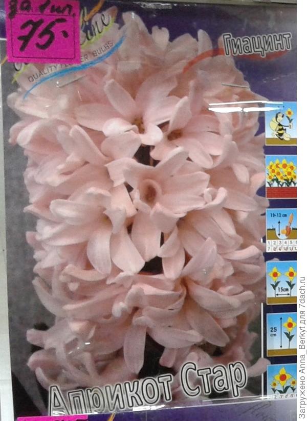 Гиацинт Априкот Стар