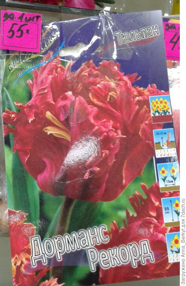 Тюльпан Дорманс Рекорд