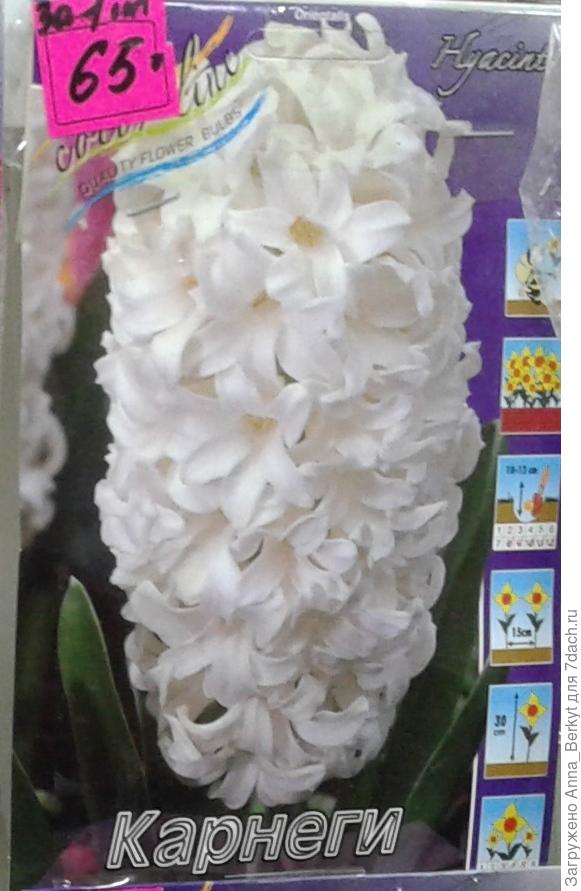 Гиацинт Карнеги