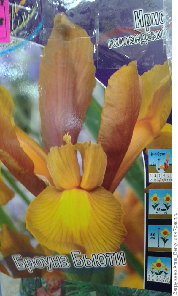 и на сдачу докупила ирис голландский