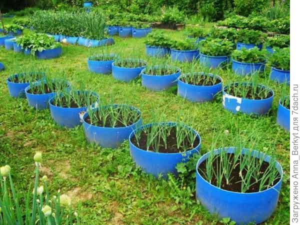 грядки в бочках :)