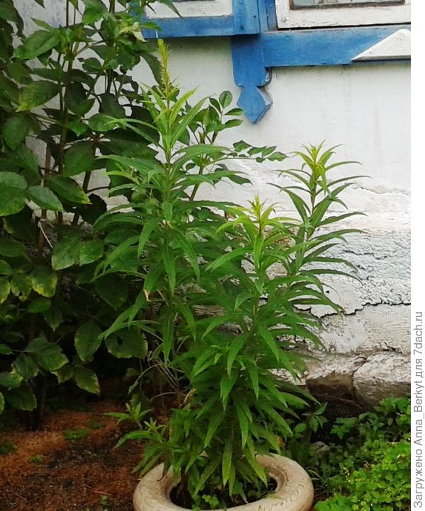 смерила, рост 125 см