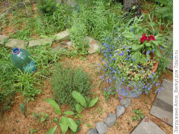 попробовала посадить в вазончике с целозией, но оказалось, целозии там тесно