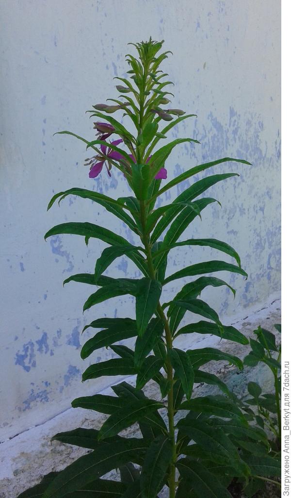 фото не очень хорошее, но здесь видно, что чуток зацвёл