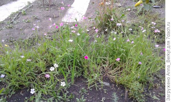 вот, здесь в начале сентября он у меня только ещё набирал обороты в цветении