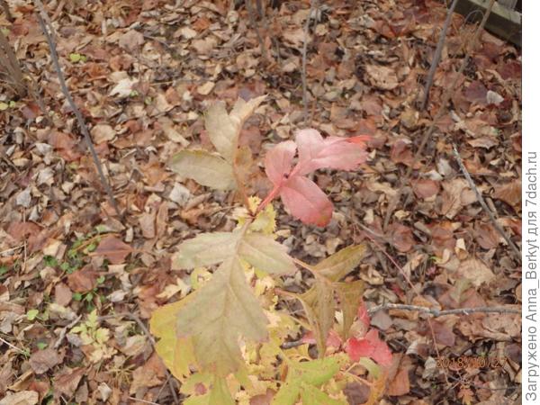 поближе листочки