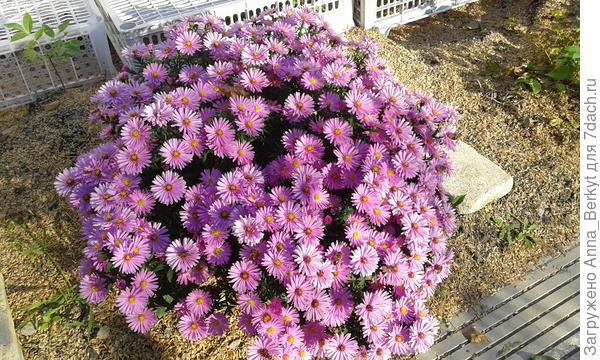 в полном цвету