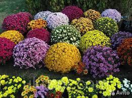 смотри, какие чудесные шарики