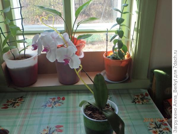 орхидея (пока не знаю их имена)