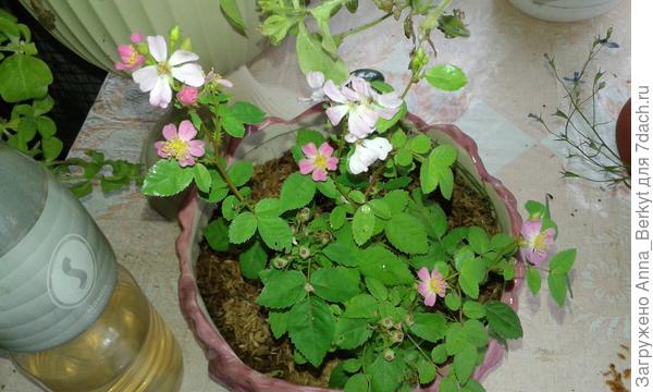 мелкая, и не махровая, хотя было заявлено, что махровая, и на фото их тоже была махровая, у меня же вот, такая простая получилась, но очень ароматная