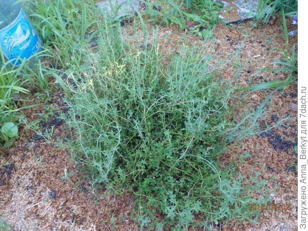 в ОГ у меня ушёл под зиму примерно такой, ну, может чуть побольше... а дома на окне, примерно вдвое меньше размером (не нашла фото)