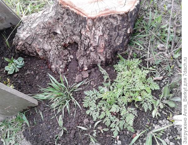 вот, такие листочки у него (который справа)