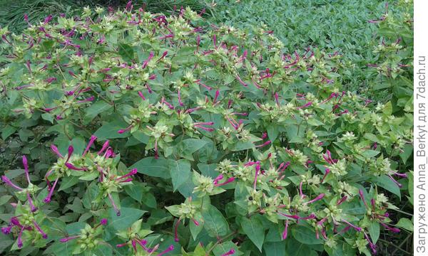 вот, такой вот куст