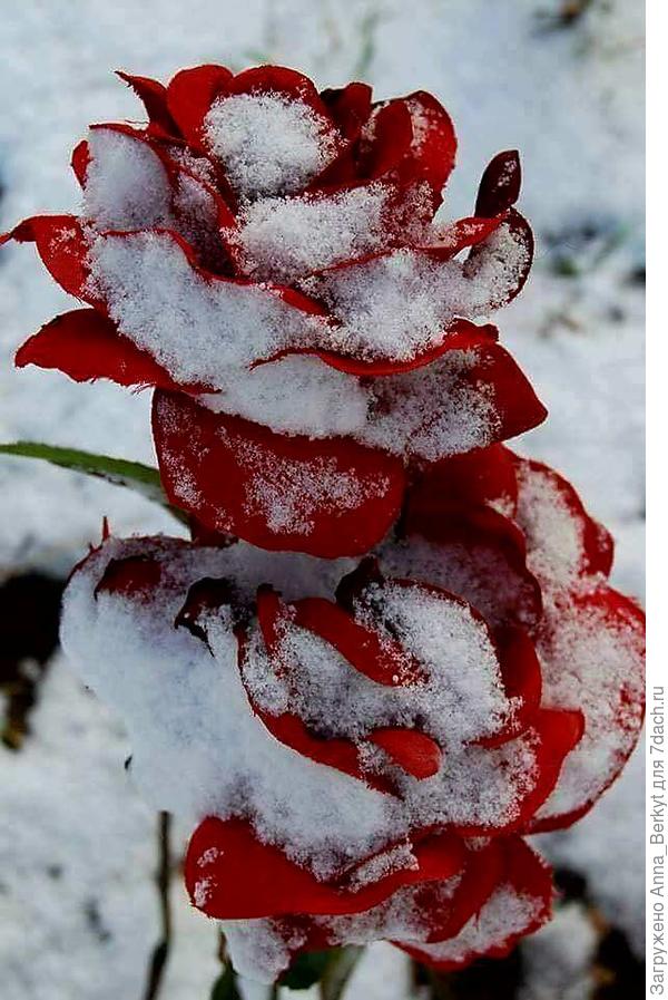 Вы как эти розы, хотя и родились зимой, но так же великолепны и красивы!!!