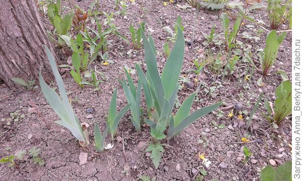 плоховато видно, но всё же... бабушка сказала, их сажают так, чтобы клубни немного выглядывали из земли