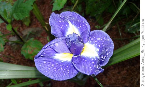 поближе, сам цветочек