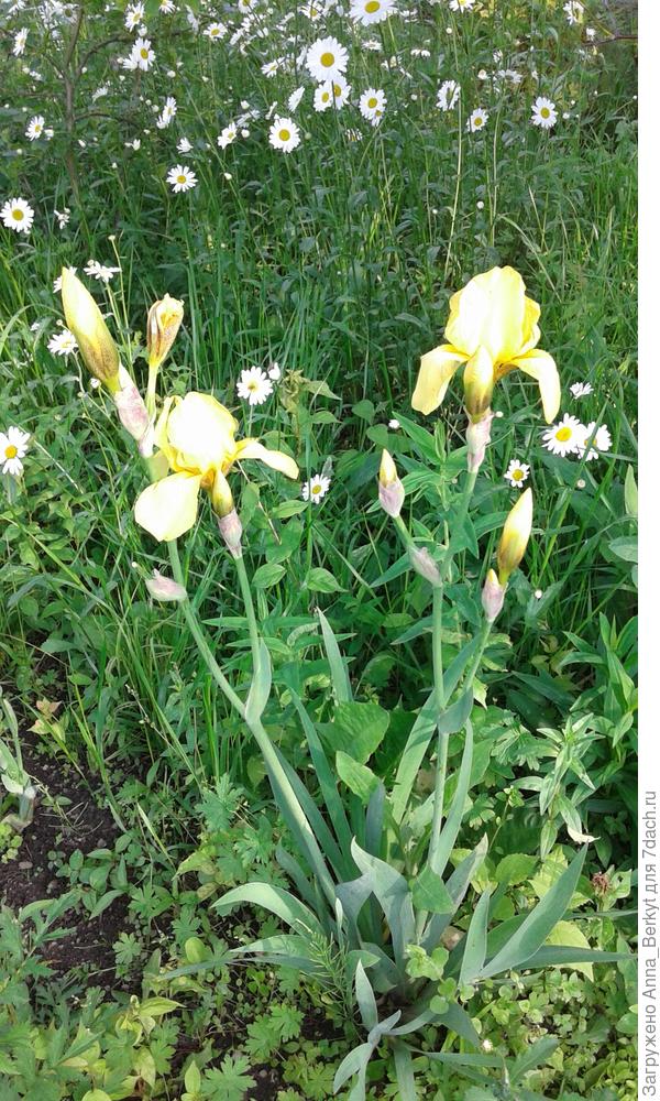 вот, такой красавчик