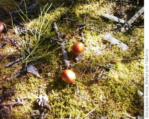 ещё маслятки