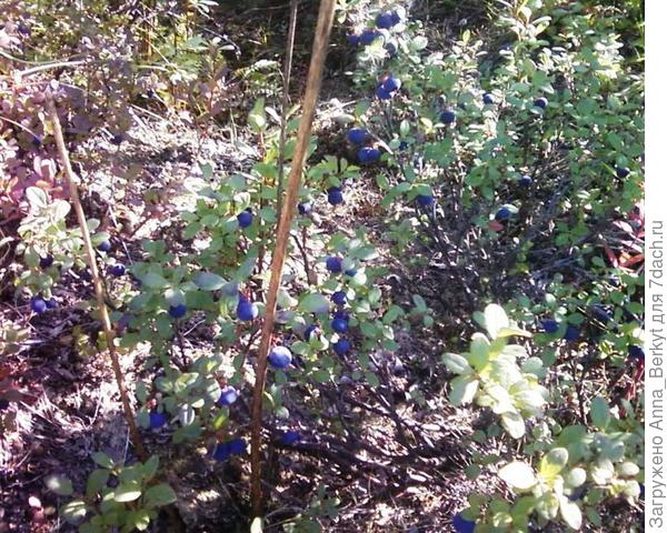 северная наша голубика