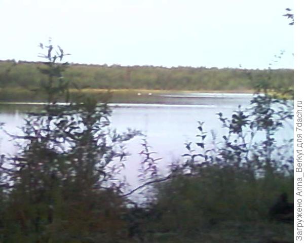 вот, здесь на противоположной стороне озера видно как плавает парочка лебей