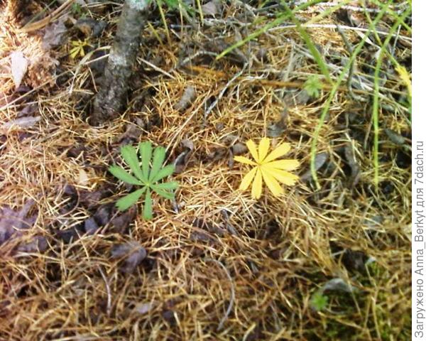 лето с осенью встретились