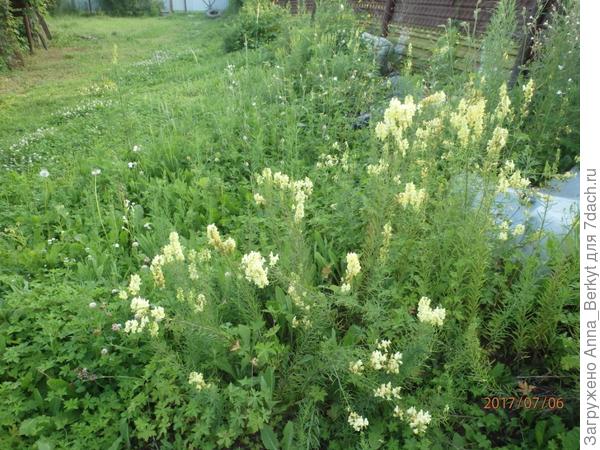 здесь на дальнем плане возле забора немного видно какая она высокая