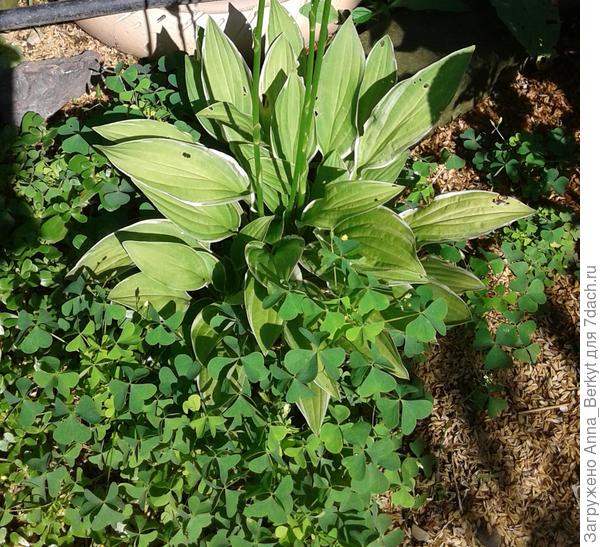 моя кислица ) это Кислица Диллениуса, да?