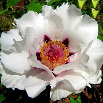 Пион древовидный WHITE White
