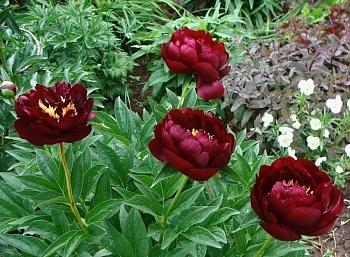 Пион гибридный Buckeye BELLE Belle