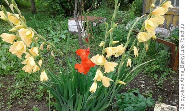 вот, такие росли жёлтые с красными (для сравнения)