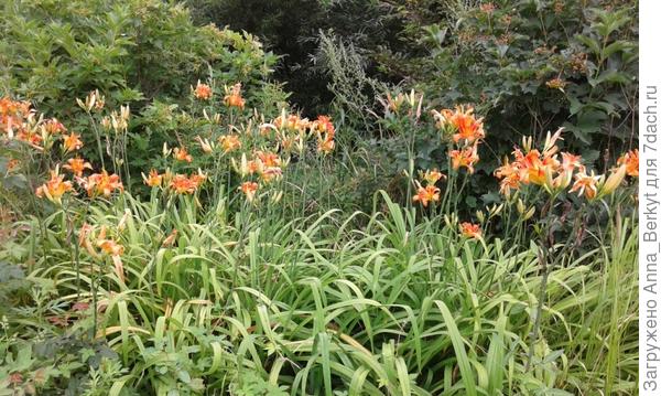 вот, лилейник